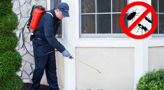 Keşap Karınca İlaçlama böcek ilaçlama ve haşere kontrolü — ilaclama-tr.com
